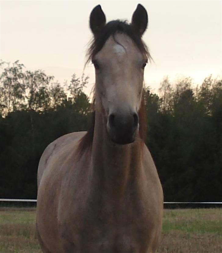 Connemara Salia Maree Manié SOLGT - August 2008 billede 5