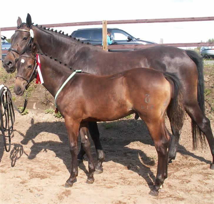 Oldenborg Borgstrøms Tarak (solgt) - Med min bronzemedalje billede 19