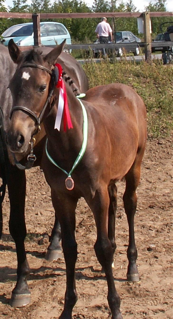 Oldenborg Borgstrøms Tarak (solgt) - Igen med min bronzemedalje billede 20