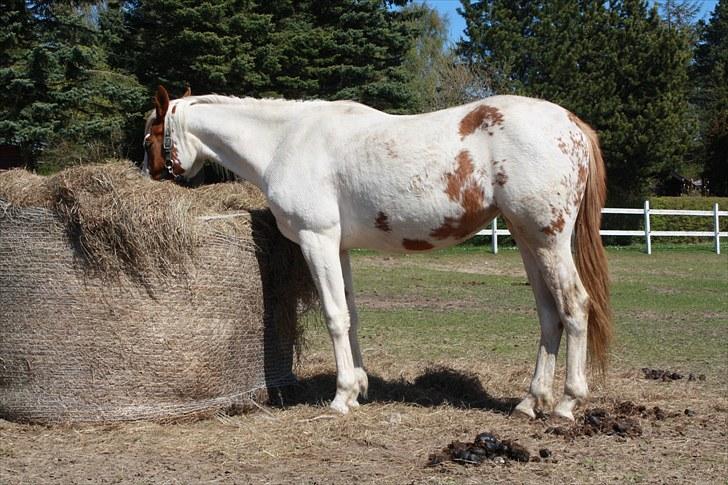 Anden særlig race chamieka - april 2010 billede 10