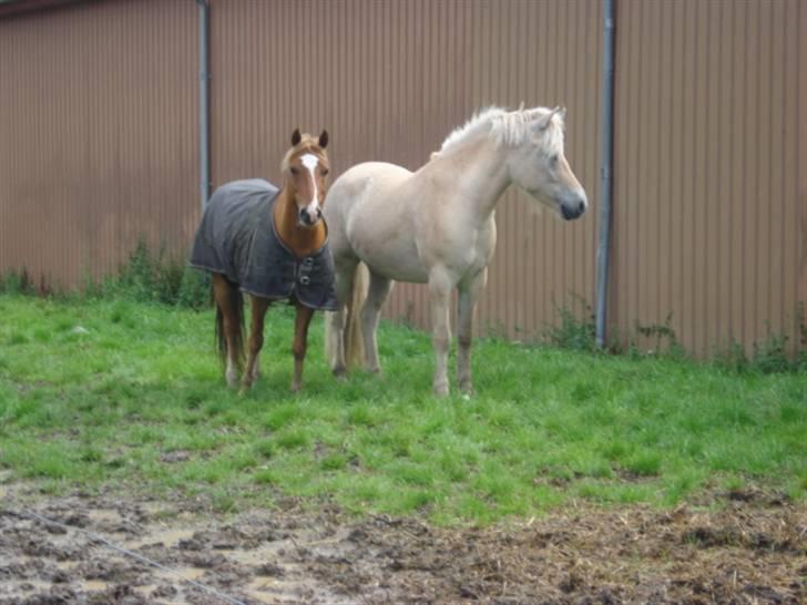 Anden særlig race Mulle   - Mulle og Nikolaj.. kort besøg på Mimers Brønd .. billede 10