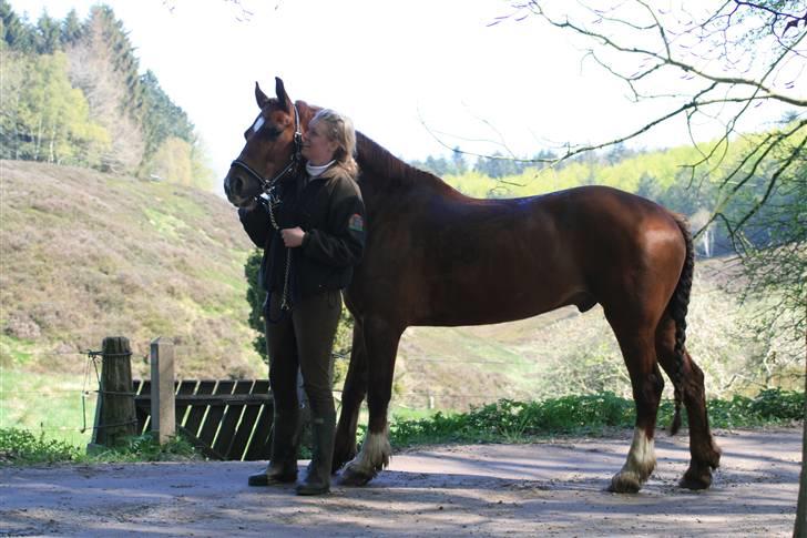 Anden særlig race Hudson SOLGT billede 15
