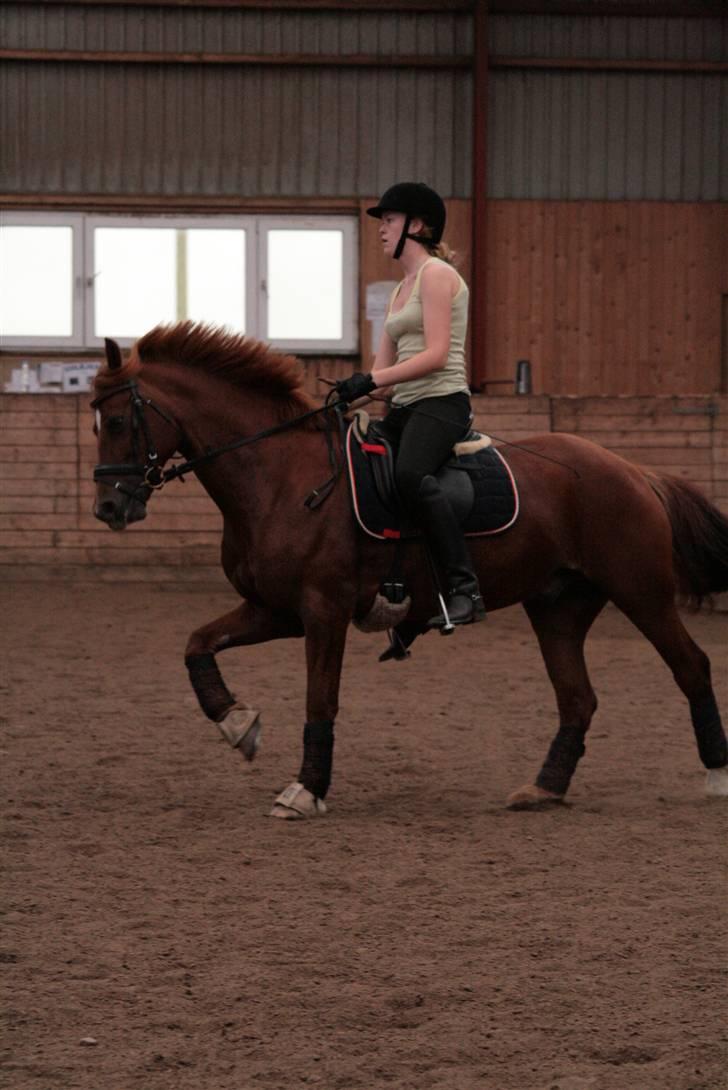 Anden særlig race Hudson SOLGT billede 17