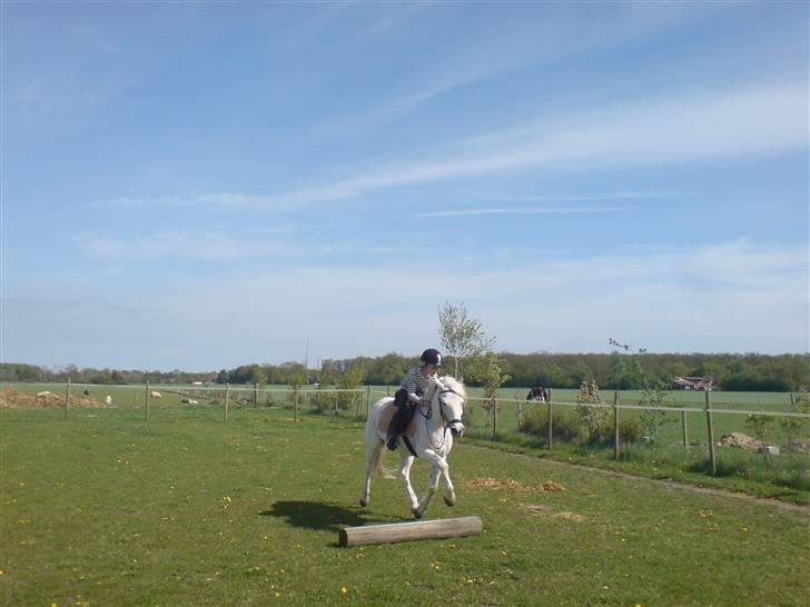 New Forest Ødegaards patrick<3 - Springer..  billede 10