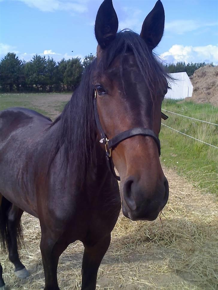 Traver Osaka Steensgård - August 2008 billede 9