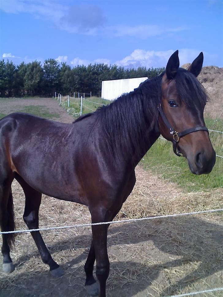 Traver Osaka Steensgård - August 2008 billede 10