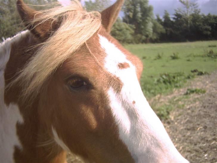 Anden særlig race hidalgo(gammel ride hest) - min lille prins billede 2