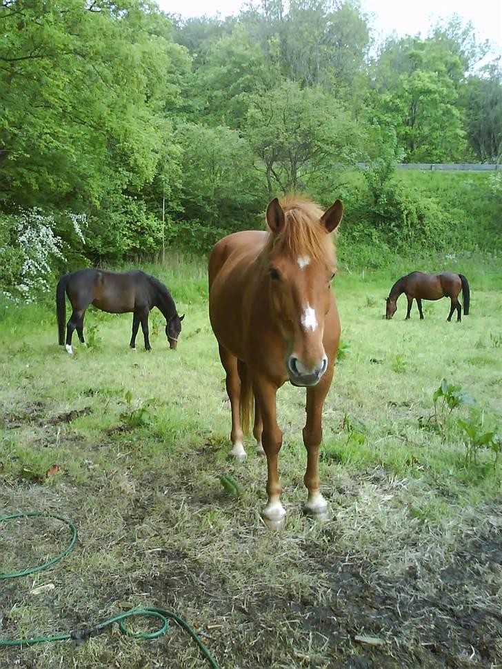 Oldenborg Malik billede 10