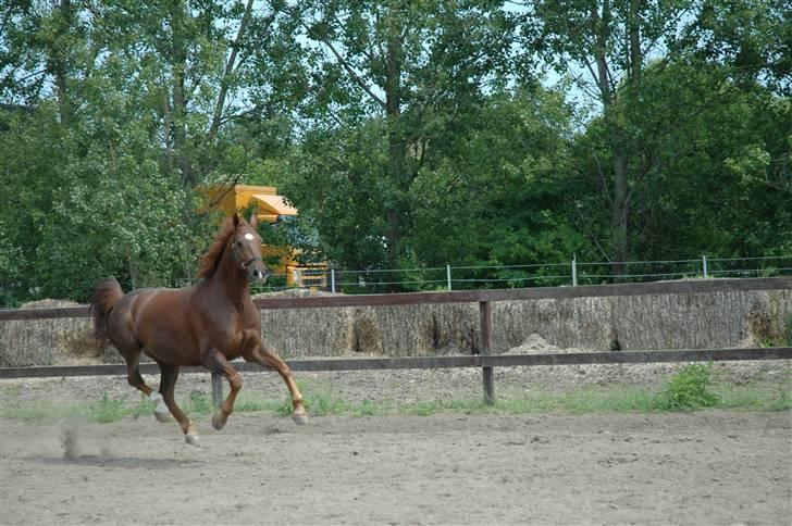 Frederiksborg Sabrina Tyskegård (Shori) billede 10