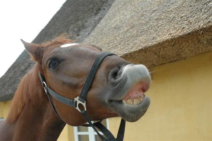 Frederiksborg Sabrina Tyskegård (Shori) billede 12