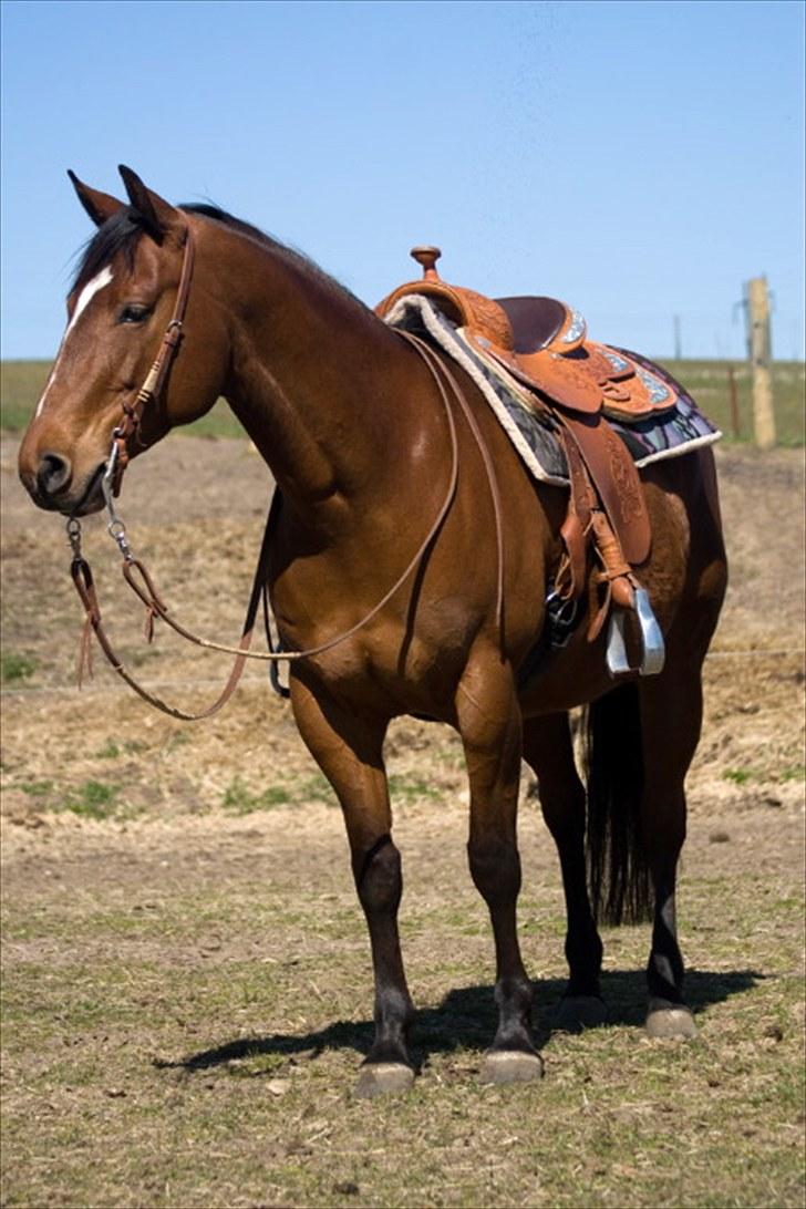 Quarter Super Smooth Beauty - April 2010 Photo by TC & KJ billede 10