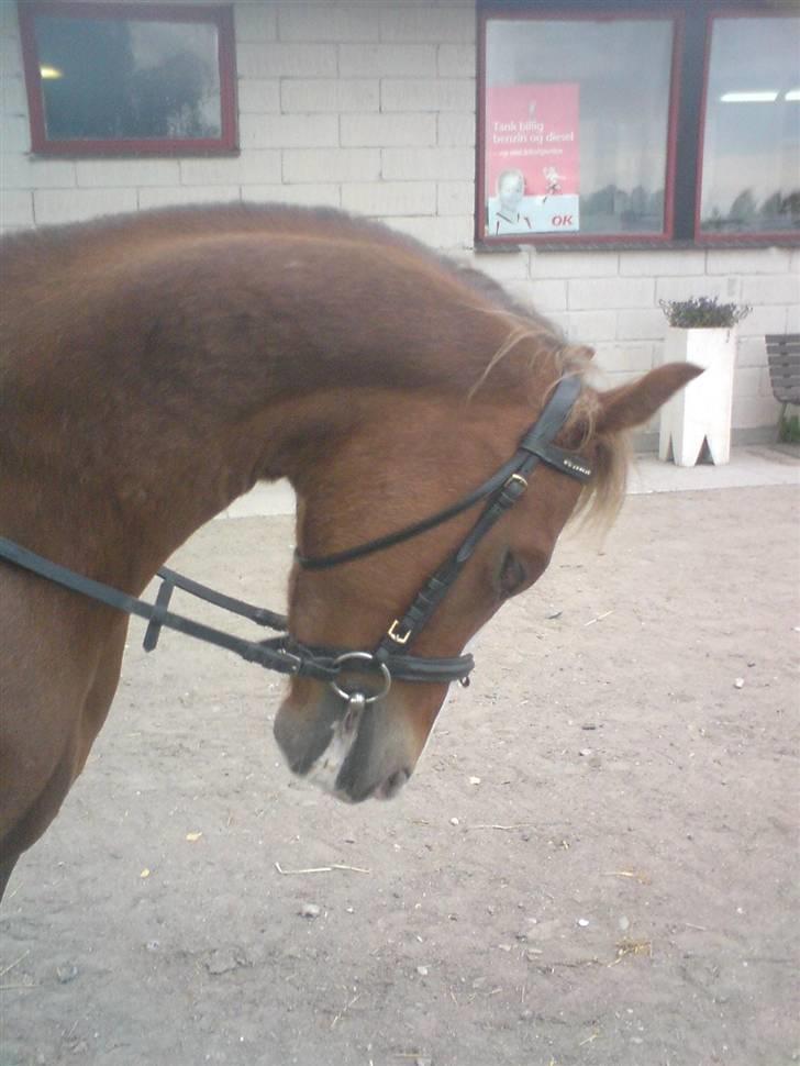 Hollandsk Sportspony U-peter (Orlando)  - Dressur med amanda (medejer) q; - foto mig billede 13