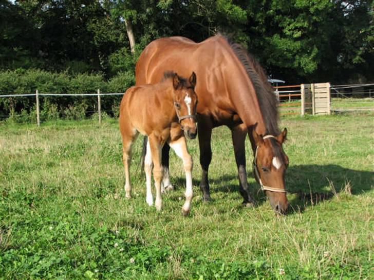 Quarter Dandy Me Dun *RIP* - Dejlige Dandym følle efter Peyote Vision billede 1