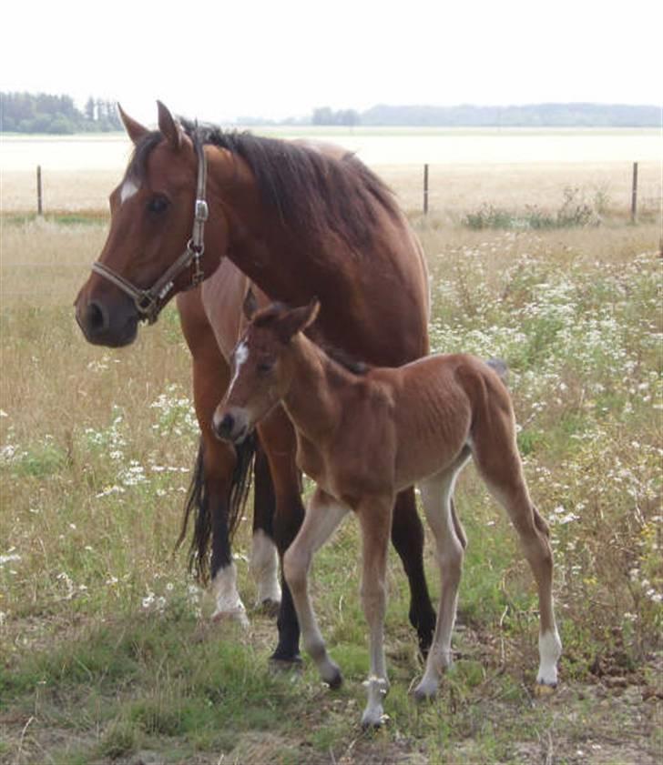 Quarter Dandy Me Dun *RIP* billede 2