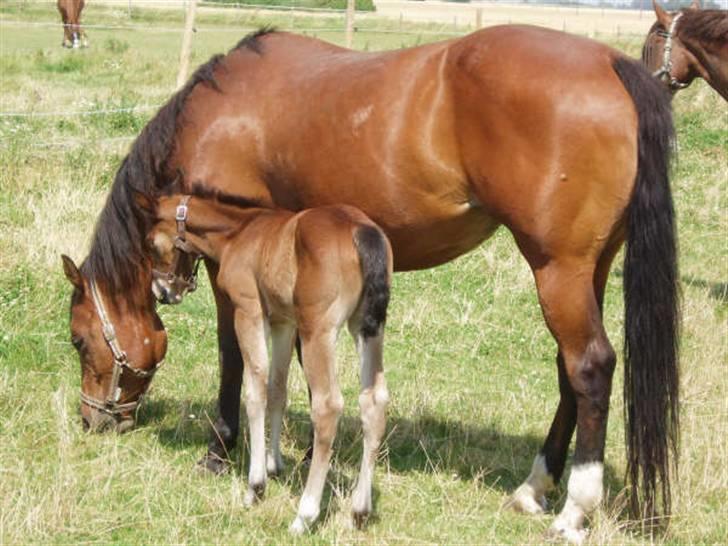 Quarter Dandy Me Dun *RIP* billede 3