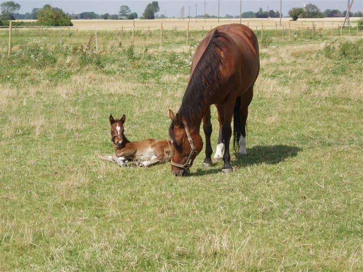 Quarter Dandy Me Dun *RIP* billede 4