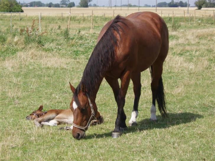 Quarter Dandy Me Dun *RIP* billede 5