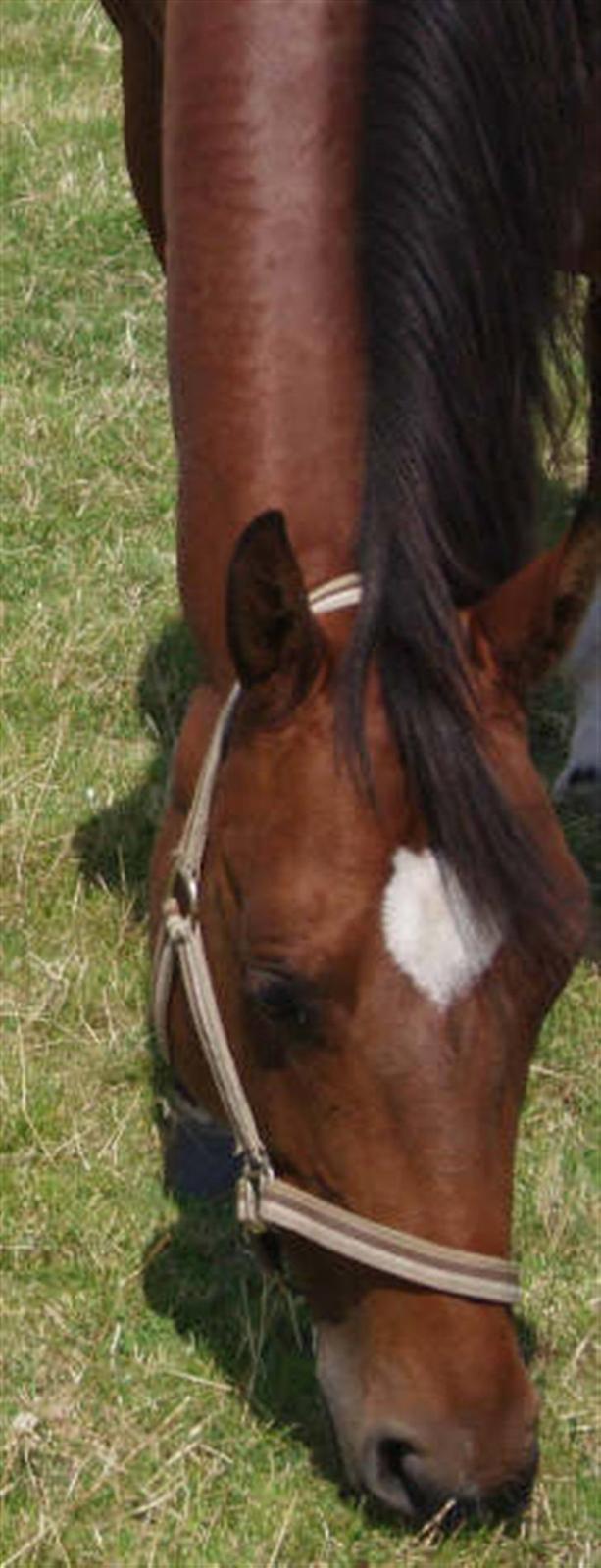 Quarter Dandy Me Dun *RIP* billede 6