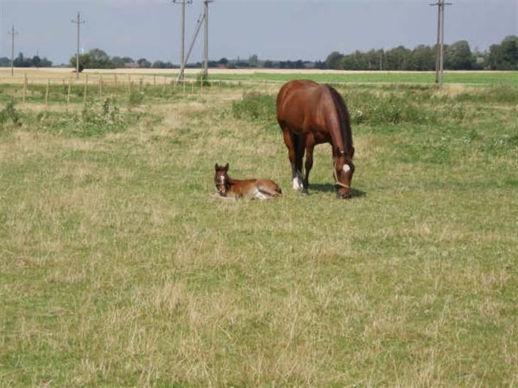 Quarter Dandy Me Dun *RIP* billede 7