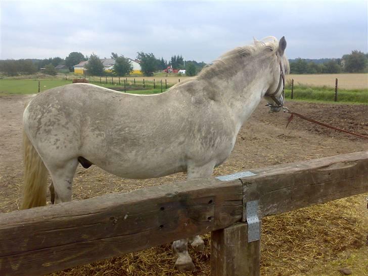 Anden særlig race Vilstrands Luffe - beskidt billede 12