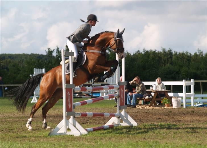 Dansk Varmblod Cornelius *solgt* billede 17