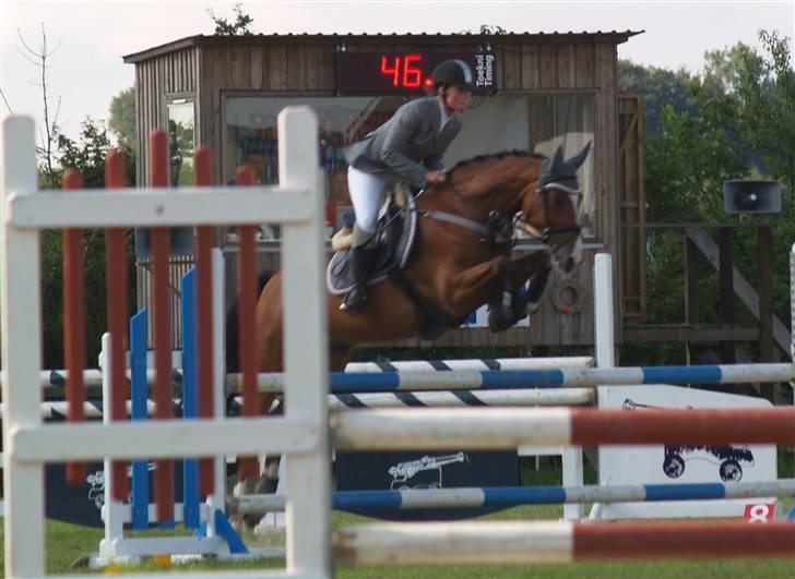 Dansk Varmblod Cornelius *solgt* billede 18