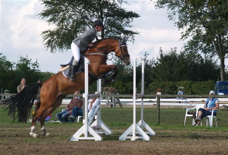 Dansk Varmblod Cornelius *solgt* billede 19