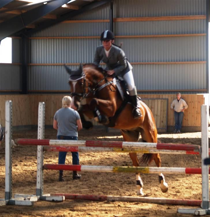 Dansk Varmblod Cornelius *solgt* billede 20