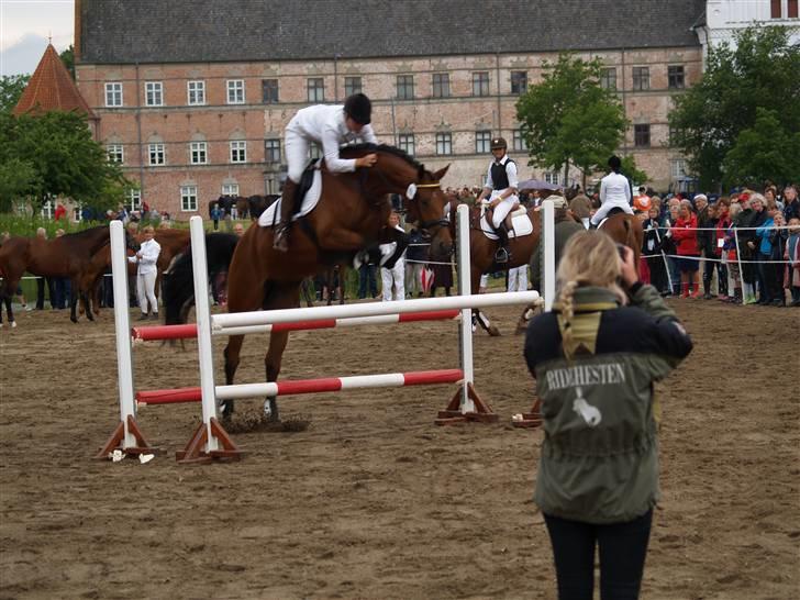 Dansk Varmblod San Greal H - Hoppestamme fremvisning  på Brahetroldeborg. Vandt guld, MAX SCORE billede 1