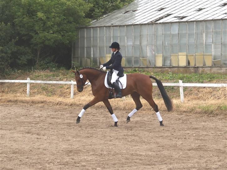 Dansk Varmblod San Greal H - Hoppekåring 2008, kåret i RDH billede 3