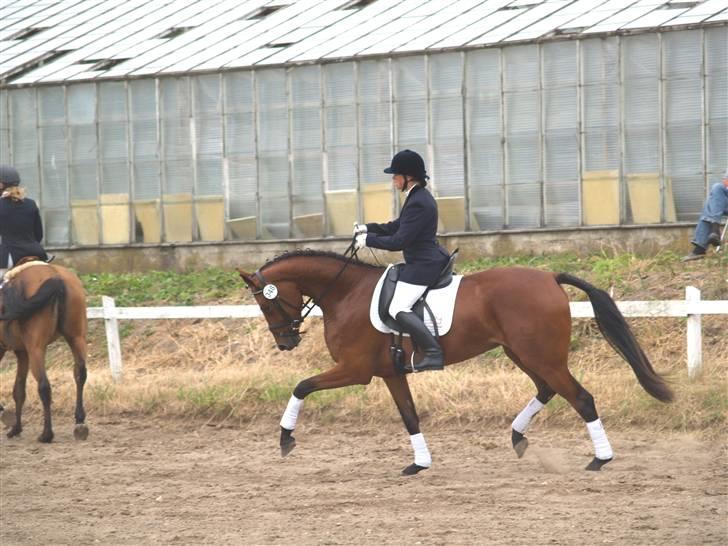 Dansk Varmblod San Greal H - Hoppekåring 2008, kåret i RDH billede 4