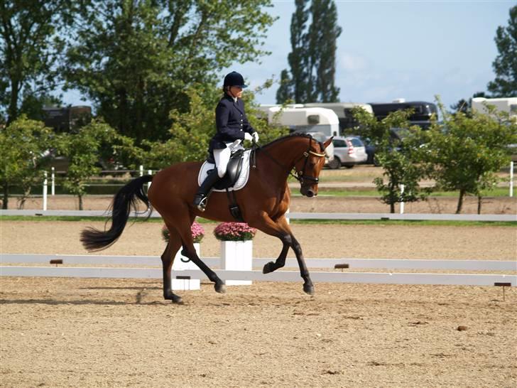 Dansk Varmblod San Greal H - DSA - Bogø billede 5