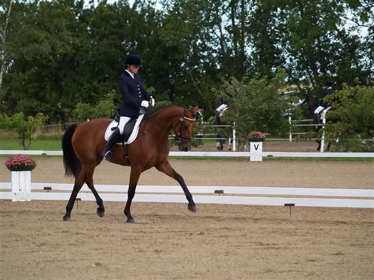 Dansk Varmblod San Greal H - DSA - Bogø billede 6