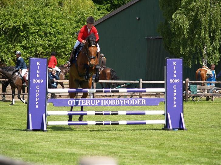 Dansk Varmblod San Greal H - LA billede 7