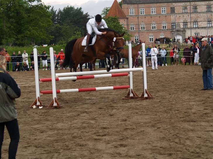 Dansk Varmblod San Greal H - Hoppestamme fremvisning  på Brahetroldeborg. Vandt guld, MAX SCORE billede 8