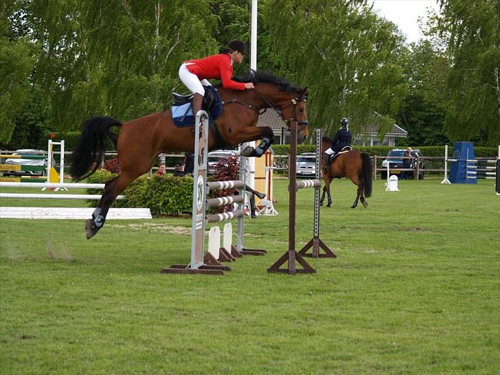 Dansk Varmblod San Greal H - LA billede 10