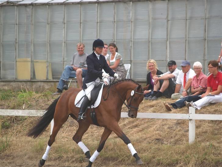 Dansk Varmblod San Greal H - Hoppekåring 2008, kåret i RDH billede 13