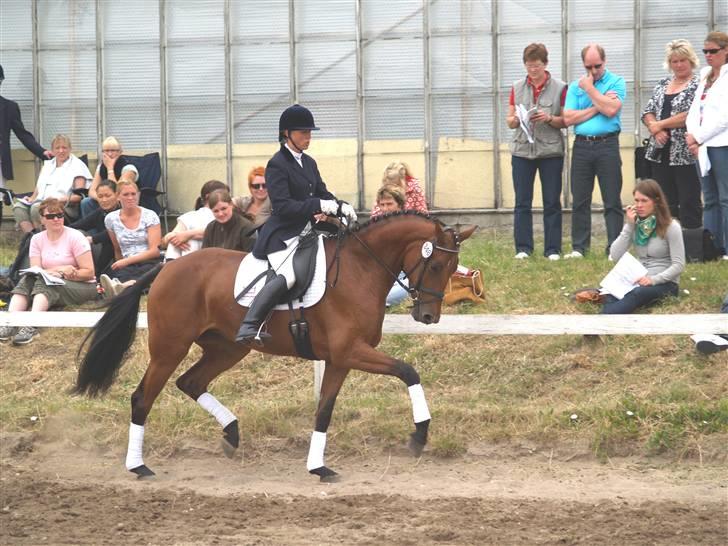 Dansk Varmblod San Greal H - Hoppekåring 2008, kåret i RDH billede 14