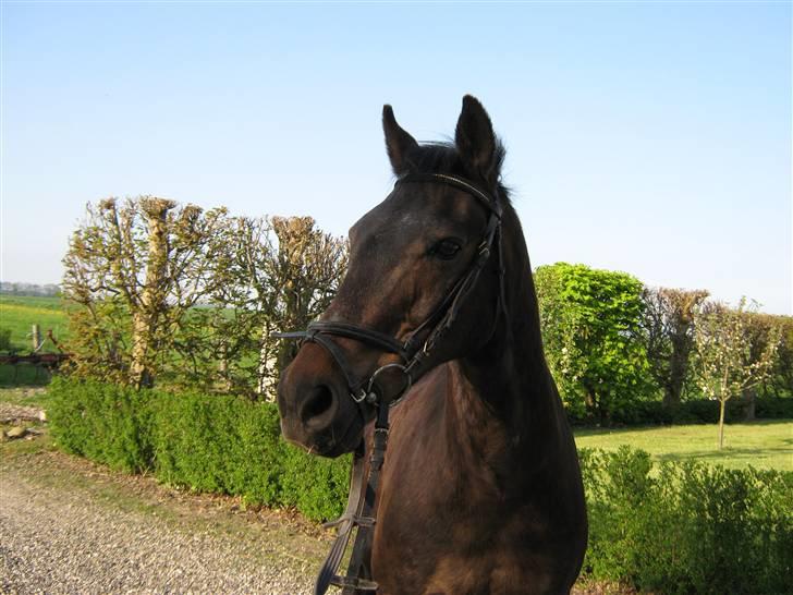 Anden særlig race » Elvis R.I.P - 13 Sophie Asp Laursen billede 13