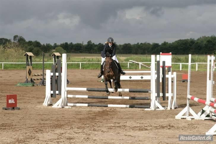 Anden særlig race » Elvis R.I.P - 14 ¬ LD ØRSR 24 Aug 2008. Malene Markmann billede 14