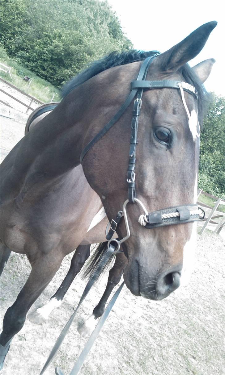 Fuldblod (XX) Regal Prime *solgt* - 1, velkommen til min prinses profil billede 1