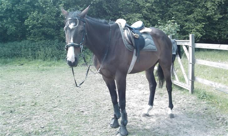 Fuldblod (XX) Regal Prime *solgt* - 2, regal i full figur billede 2