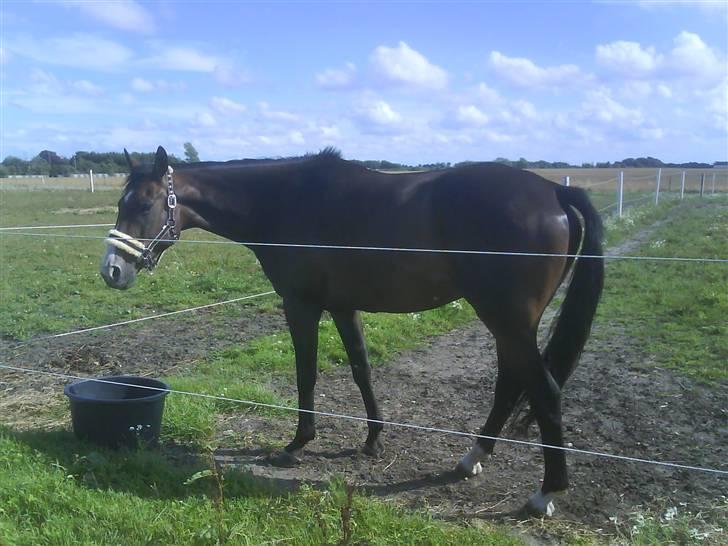 Fuldblod (XX) Regal Prime *solgt* - 3, da jeg var oppe og se den smukke hest billede 3