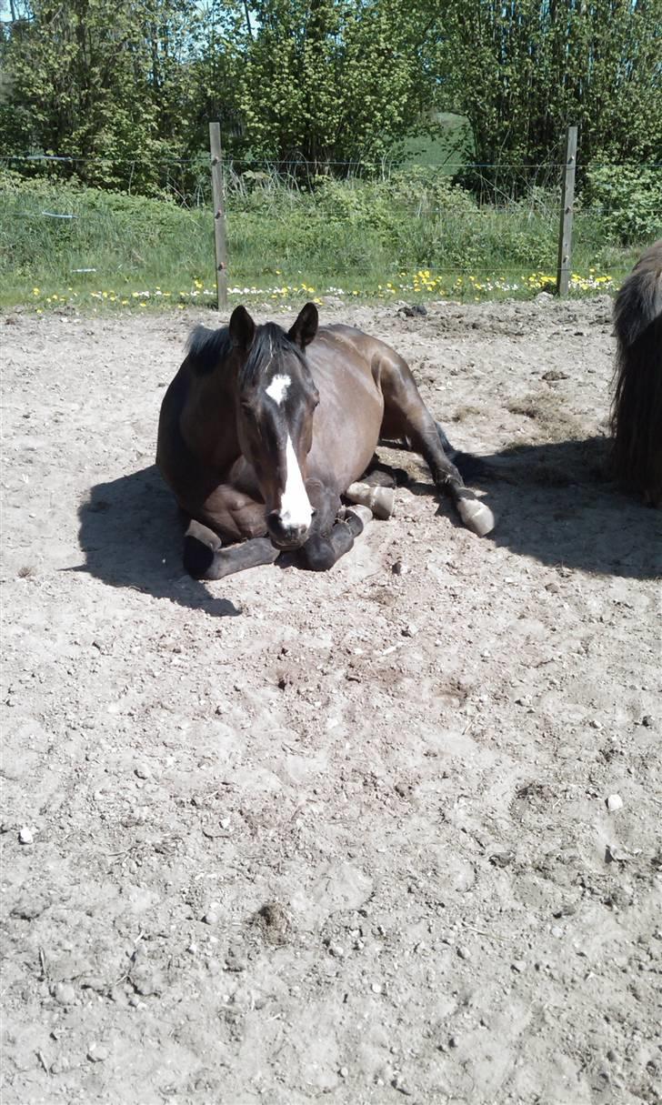 Fuldblod (XX) Regal Prime *solgt* - 4, min lille trold hygger sig billede 4