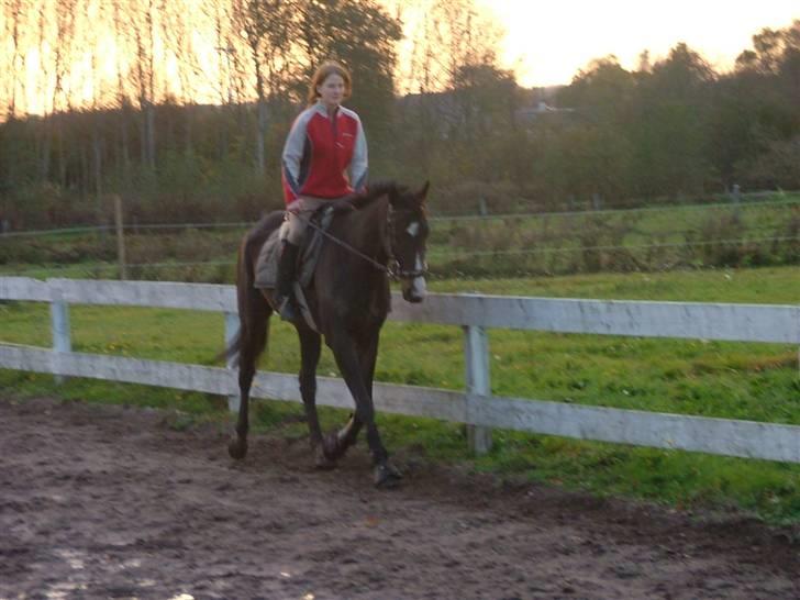 Fuldblod (XX) Regal Prime *solgt* - 5, fine hest- billede 5