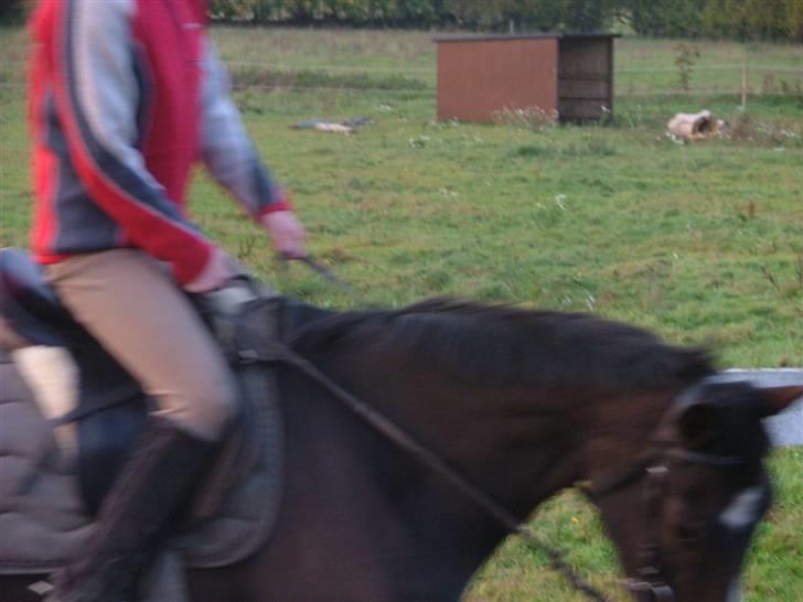 Fuldblod (XX) Regal Prime *solgt* - 6, ved ikk men kan bare godt li det her billede billede 6