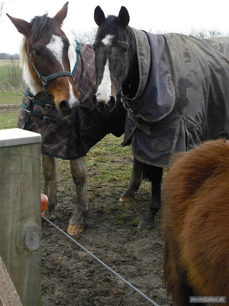 Fuldblod (XX) Regal Prime *solgt* - 7, vi er da søde sammen ikk billede 7