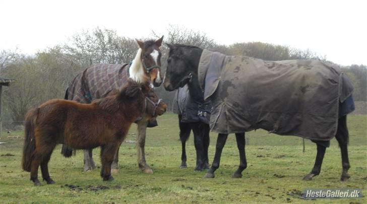 Fuldblod (XX) Regal Prime *solgt* - 8, gruppe møde billede 8