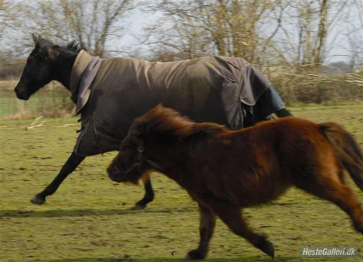 Fuldblod (XX) Regal Prime *solgt* - 9, kom nu romeo.. er det svært at følge med en gallop hest..? billede 9