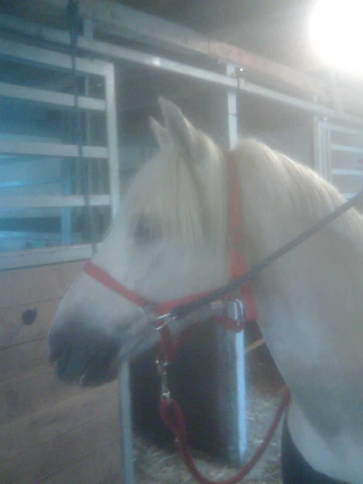 Welsh Mountain (sec A) Idefix billede 7